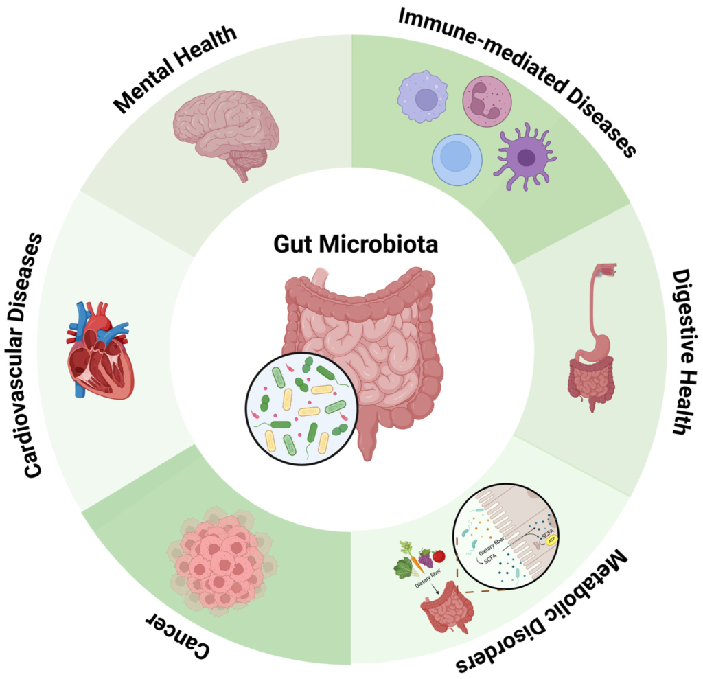 gut health microbiome bacteria digestion weight loss