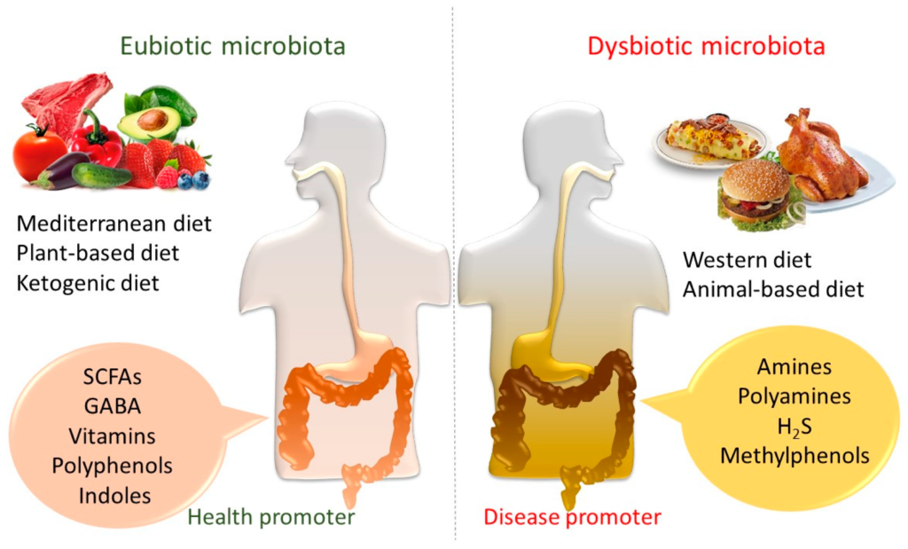 gut health microbiome bacteria digestion weight loss connection