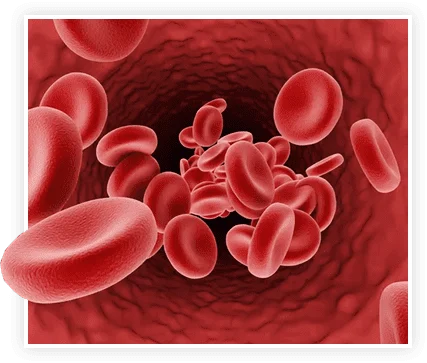 prostavive review blood circulation prostate health support illustration